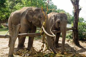 grupo de elefantes adultos en el santuario de cuidado de elefantes, provincia de chiang mai, tailandia. alimentación de elefantes. foto