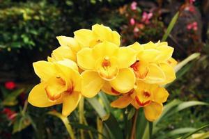 Yellow orchids on a branch in a garden. Summer flowers. photo