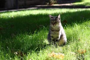 el retrato de un gato atigrado entrecerrado está sentado en un césped en un día soleado en verano. gato sin hogar en una calle. foto