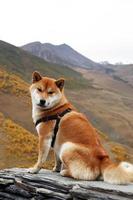 Dog of breed Akita Inu is sitting on a stone on a background of autumn mountains landscape. Caucasus Mountains, Georgia. photo