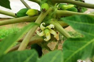 flor blanca de papaya con feto pequeño dentro de un árbol. foto