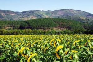 Field of sunflower on a background of mountains, gardens and greenhouses on a sunny summer day. photo