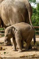 divertido elefante bebé de dos meses con su madre. provincia de chiang mai, tailandia. foto