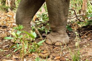 Close-up legs of elephant walking through the rainforest. Chiang Mai province, Thailand. photo