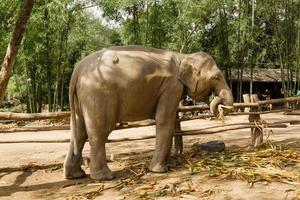 elefante está comiendo hojas secas de bambú. provincia de chiang mai, tailandia. foto