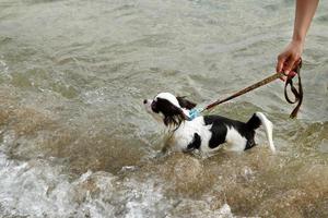 bañando a un pequeño perro blanco y negro en el mar. foto
