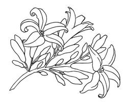 Sketch of blooming Floral Branch. Hand drawn vector illustration with Papaya Flower or Lily in line art style on isolated white backgrounds. Botanical drawing. Black outline for greeting cards