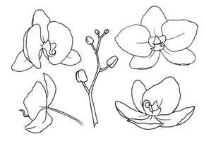 flores orquídeas falaenopsis. vector ilustración floral dibujada a mano de planta tropical en estilo de arte lineal. boceto de esquema en colores blanco y negro sobre fondo aislado. dibujo de contorno botánico