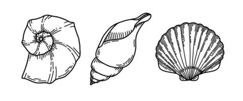 Set of Sea Shells. Vector illustration of Seashells on isolated background. Sketch of Conch and Clam in black and white colors. Drawing in outline style. Hand drawn silhouette. Line art for icon