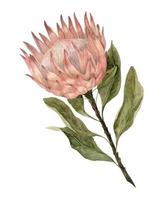 Dry Protea watercolor illustration. Hand drawn sketch of Dried Plant in Boho style for wedding invitations or greeting cards. Vintage botanical drawing on isolated background in pastel colors. vector