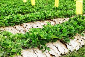 Garden beds with bushes of strawberry in a strawberry farm, Pai, Thailand. photo