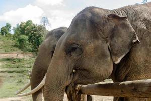 Portrait of two adult elephants in Elephant Care Sanctuary, Chiang Mai province, Thailand. Feeding of elephants. photo