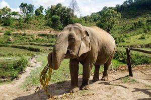 Elephant is eating dry bamboo leaves on a background of rainforest in Elephant Care Sanctuary. Chiang Mai province, Thailand. photo