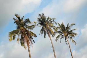 View on the coconut palm trees on a background of a blue cloudy sky. photo