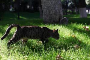 Gray tabby cat is walking on a grass for find some food. Homeless cat on a street on sunny day at summer. photo
