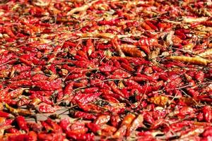 Red hot chilli peppers, top view. Dried in the sun. photo