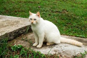 lindo gato de punto rojo con ojos azules está sentado en la calle. foto