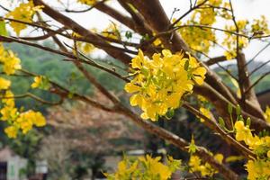 flor flores amarillas de melocotón en un árbol en un día soleado. Hoi An, Vietnam. foto