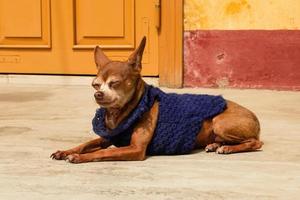Small sleepy ginger dog in blue sweater is resting near to yellow house. photo