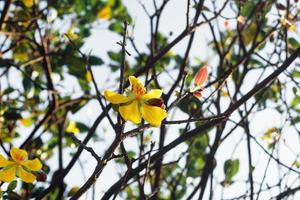 Blossom yellow flower of peach in the sunlight. photo