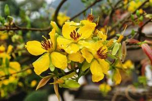 Blossom yellow flowers of peach with drops of rain. Hue, Vietnam. photo