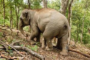 elefante caminando por la selva tropical. provincia de chiang mai, tailandia. foto