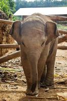 retrato de elefante bebé de dos meses. provincia de chiang mai, tailandia. foto