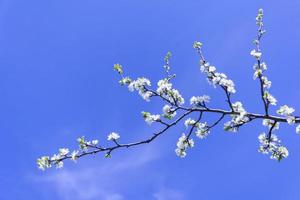 una rama de flores de cerezo sobre un fondo de cielo azul foto