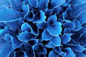 hojas de hosta azul, gotas de rocío en hojas de hosta azul frescas, hosta azul