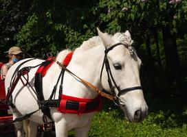 cabeza de caballo con coleta y brida en el parque, melena trenzada en coleta, caballo blanco, paseo en el parque a caballo foto