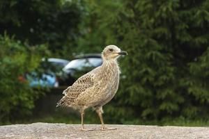 un cormorán bebé, una gaviota bebé camina por el suelo entre casas y autos foto