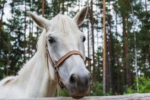 una hermosa cabeza de caballo blanco, una mascota encantadora. para diseño de estilo de vida, cuidado y comunicación con mascotas foto