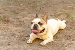 lindo bulldog francés se enfría mientras está acostado en el suelo a la sombra de los edificios con la lengua fuera foto