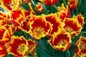 red and yellow double tulips, lush tulip flowers, flower extravaganza photo