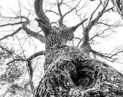 black and white photo of an old oak tree in the park, an old oak tree with a hollow in the forest, rough texture of the tree bark, a hollow in an old oak tree