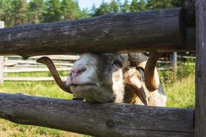un carnero mira por encima de la valla del corral. un carnero se alimenta a través de una valla, un carnero con cuernos foto