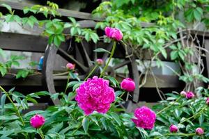 Pink peony flowers in the garden, green foliage and peony buds, country house decor photo