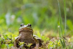 frog sitting in the grass, toad on the green grass, slippery cold frog in nature, warts on the skin photo