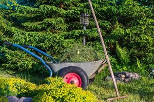 garden wheelbarrow full of mown grass and weeds in the garden, two-wheeled wheelbarrow, rake and hay photo