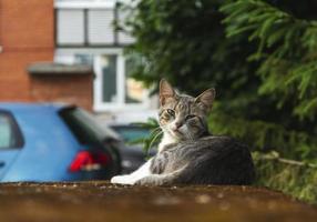 A gray cat is napping on the stone city parapet against the background of parked cars, green fir trees and the wall of the house photo