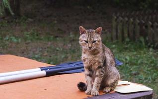 A fisherman's cat is sitting on a rustic table, paddles are lying next to it, an adventure cat is outdoors photo