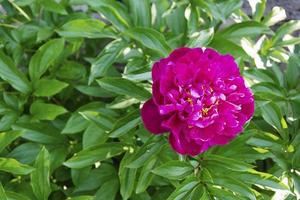 flores de peonía rosa en el jardín, follaje verde y capullos de peonía foto