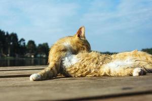 A beautiful red cat washes up after a casual swim on the pier of the lake. Self-care. Neatness, cleanliness photo