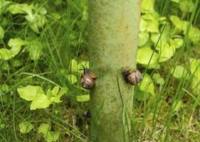 Snails with horns crawl slowly in the garden. The snail glides over the wet colored texture. Close-up on a green grass background photo