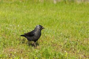 bird on the grass, green grass and black bird, bird's eye and beak, rook photo