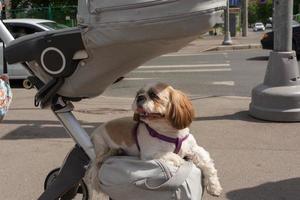 the dog is carried in a baby carriage with the child, the dog rides in a stroller, a lazy walk photo