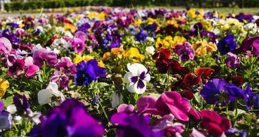 Colorful garden Viola flowers, decorative flora, rich colors and shapes. Impressive color palette, colorful background photo