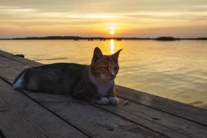 Beautiful cat resting on the pier of the lake at sunset, outdoors, portrait of a cat on the background of the sunset. photo