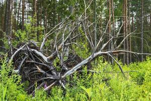 un árbol seco arrancado del suelo con un sistema de raíces contra el fondo de la vegetación forestal foto