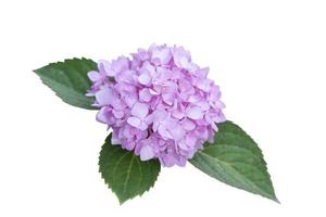 la flor de la hortensia rosa florece con hojas en el jardín aislado sobre fondo blanco incluido el camino de recorte. foto